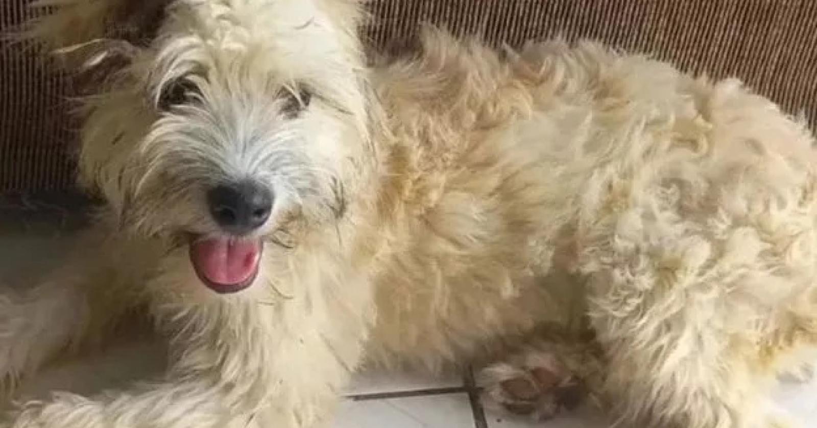 Compra un divano usato, dentro c'è un cane