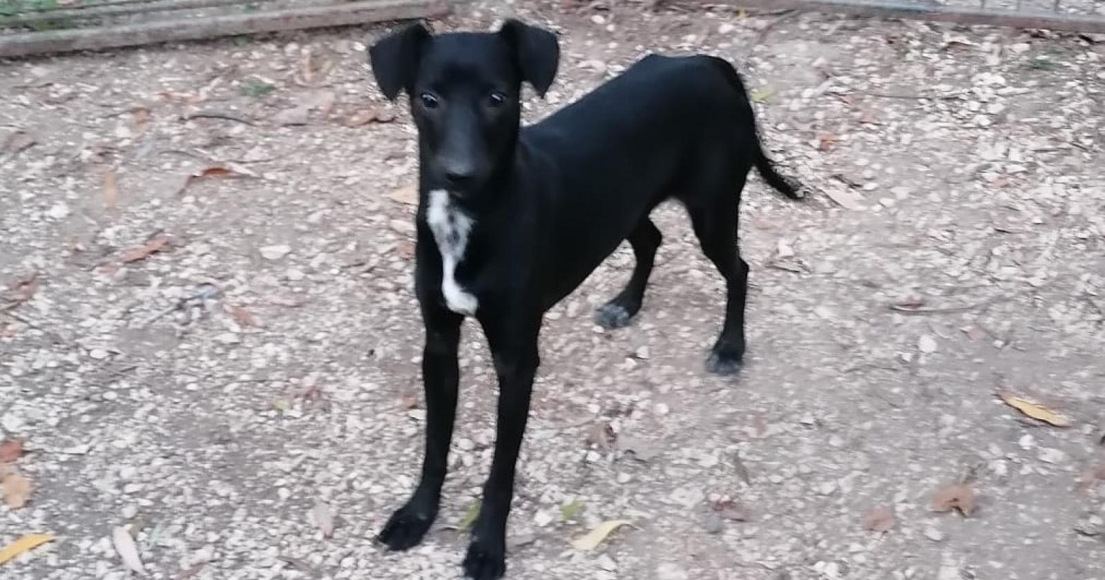 Dieci cuccioli aspettano le tue coccole