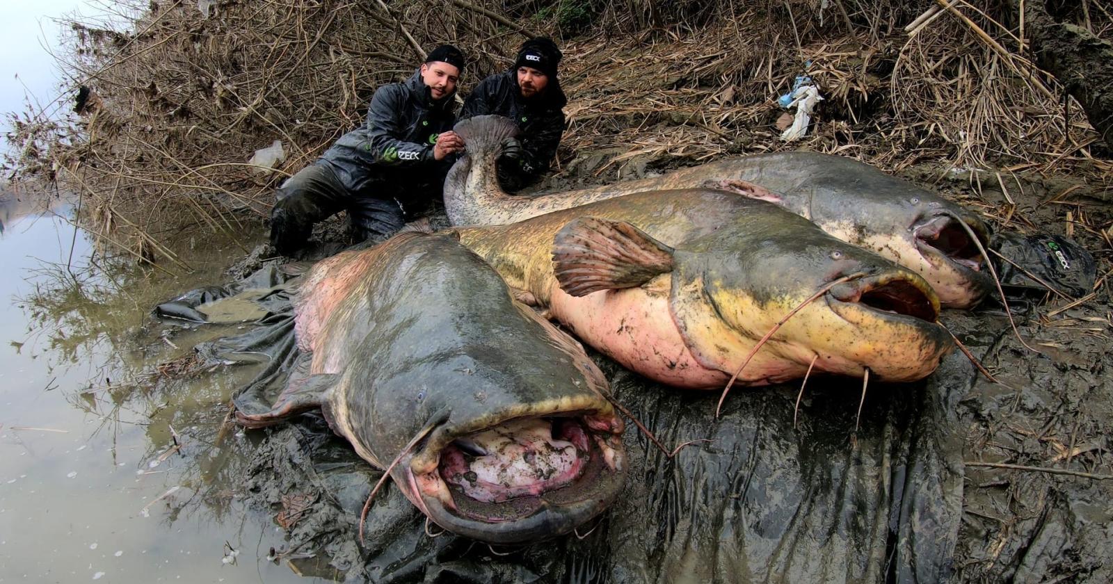 Una pesca mostruosa, tre "over" in una notte