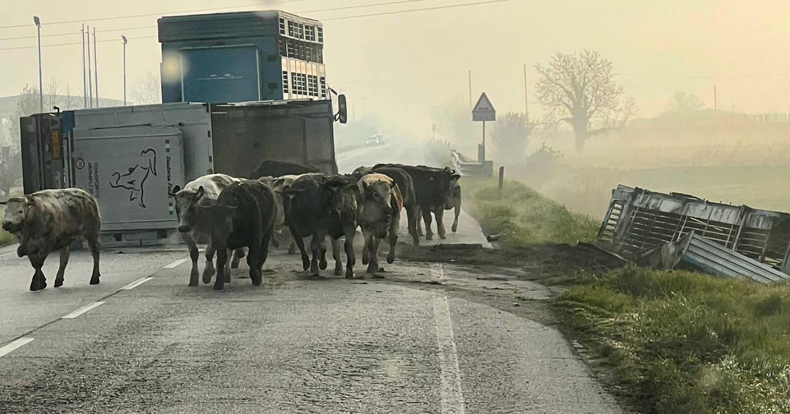 Tir ribaltato, tori in fuga sulla strada