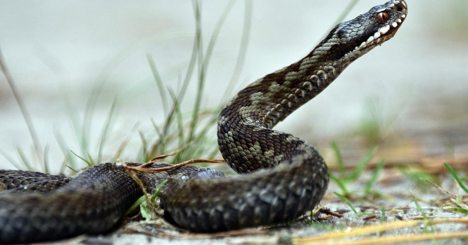 Cani aggrediti dalle vipere, uno è gravissimo