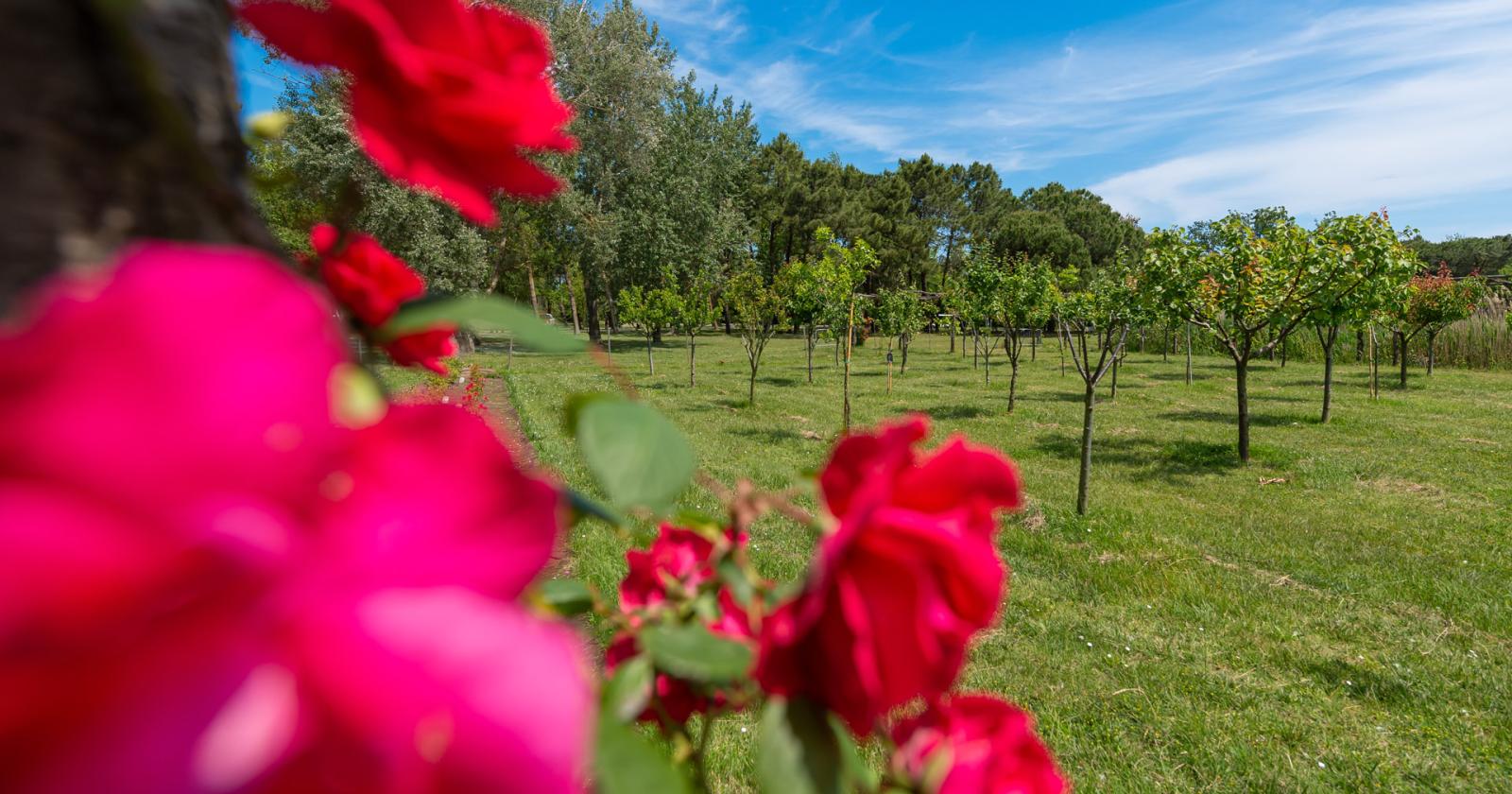 Sull'isola di Albarella fiorisce la primavera