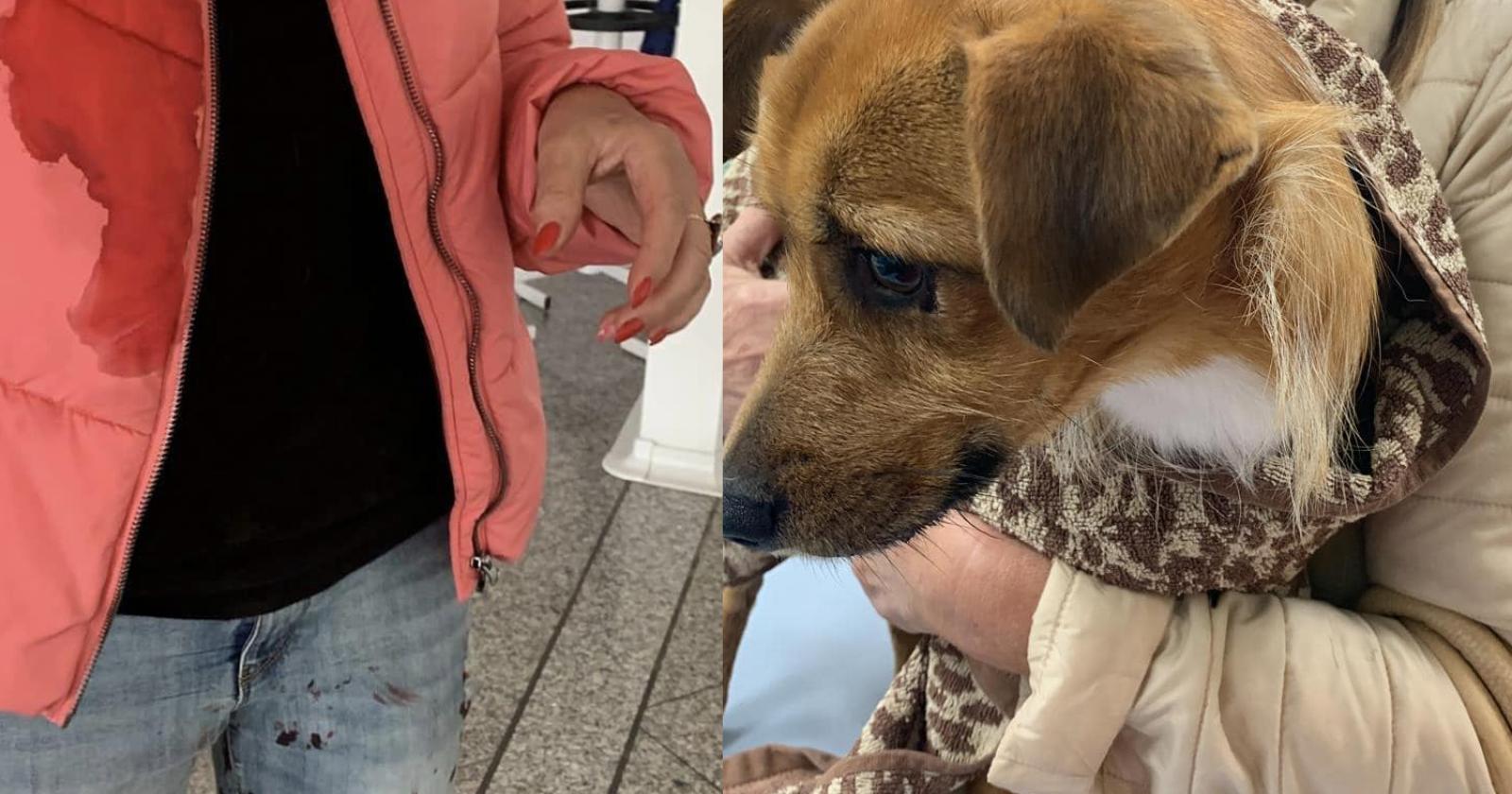 Cane ucciso a fucilate: sangue, rabbia e paura