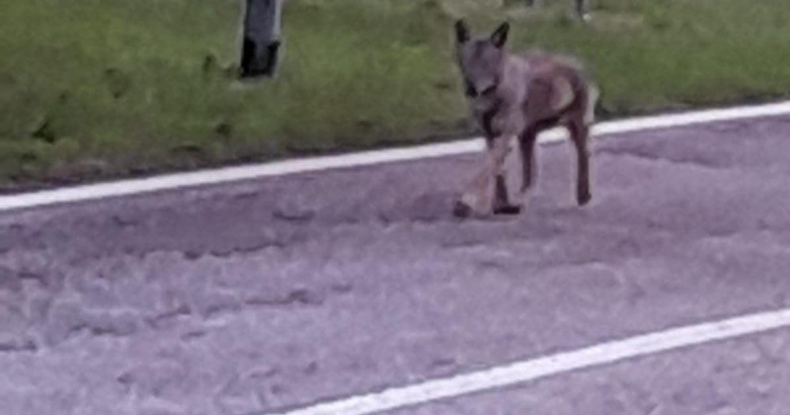 "Un lupo in centro": il sindaco lancia l'allarme
