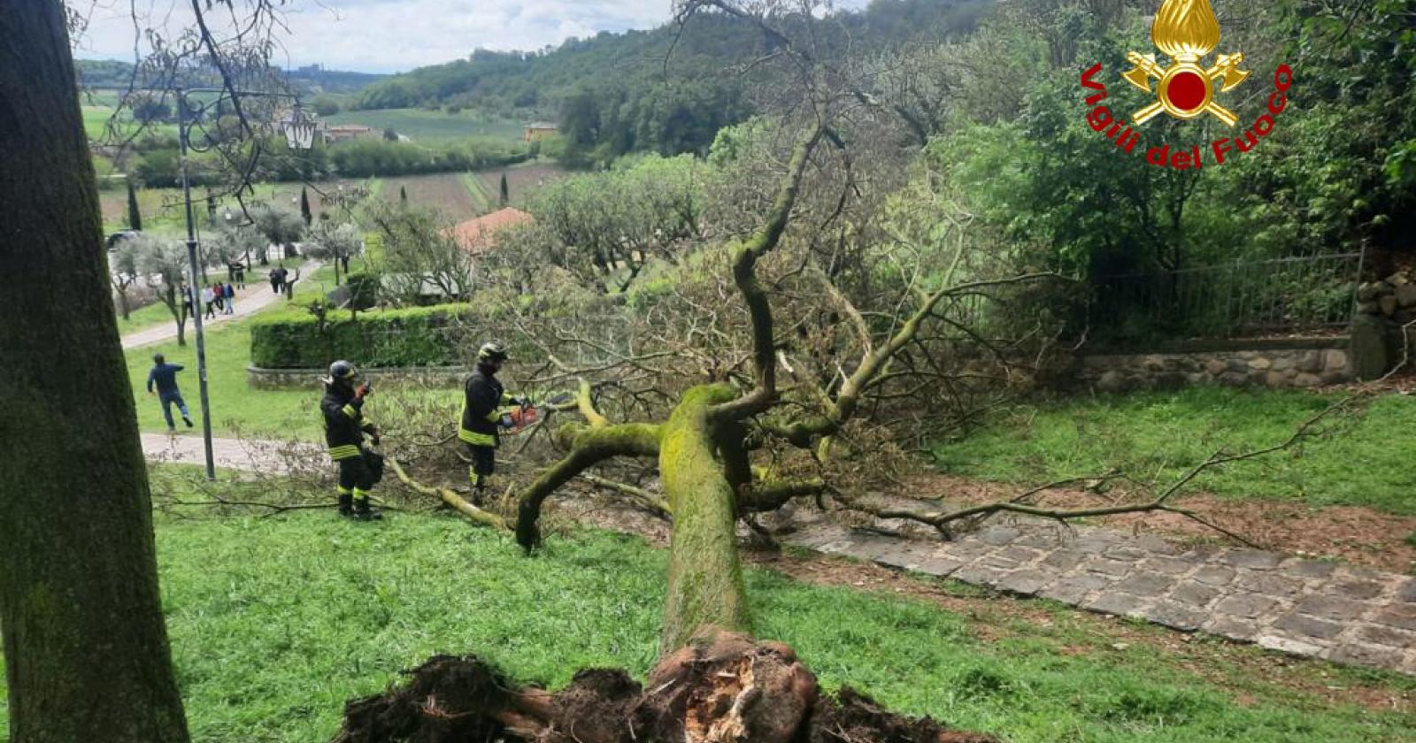 Schiacciati da un albero sui Colli