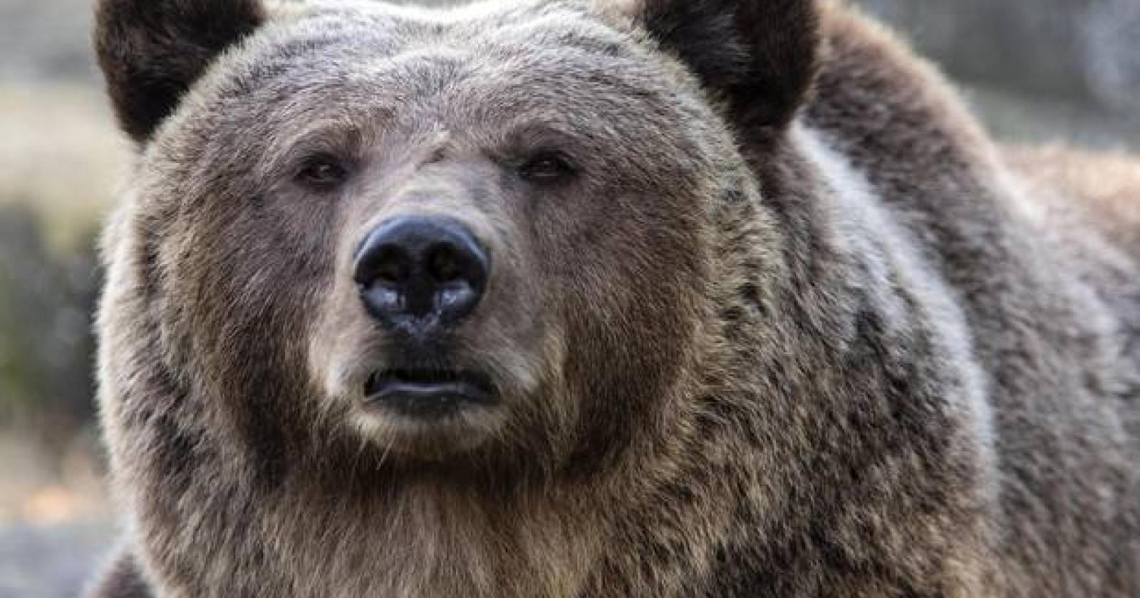 "Non si deve abbattere Jj4": nuovo stop dei giudici