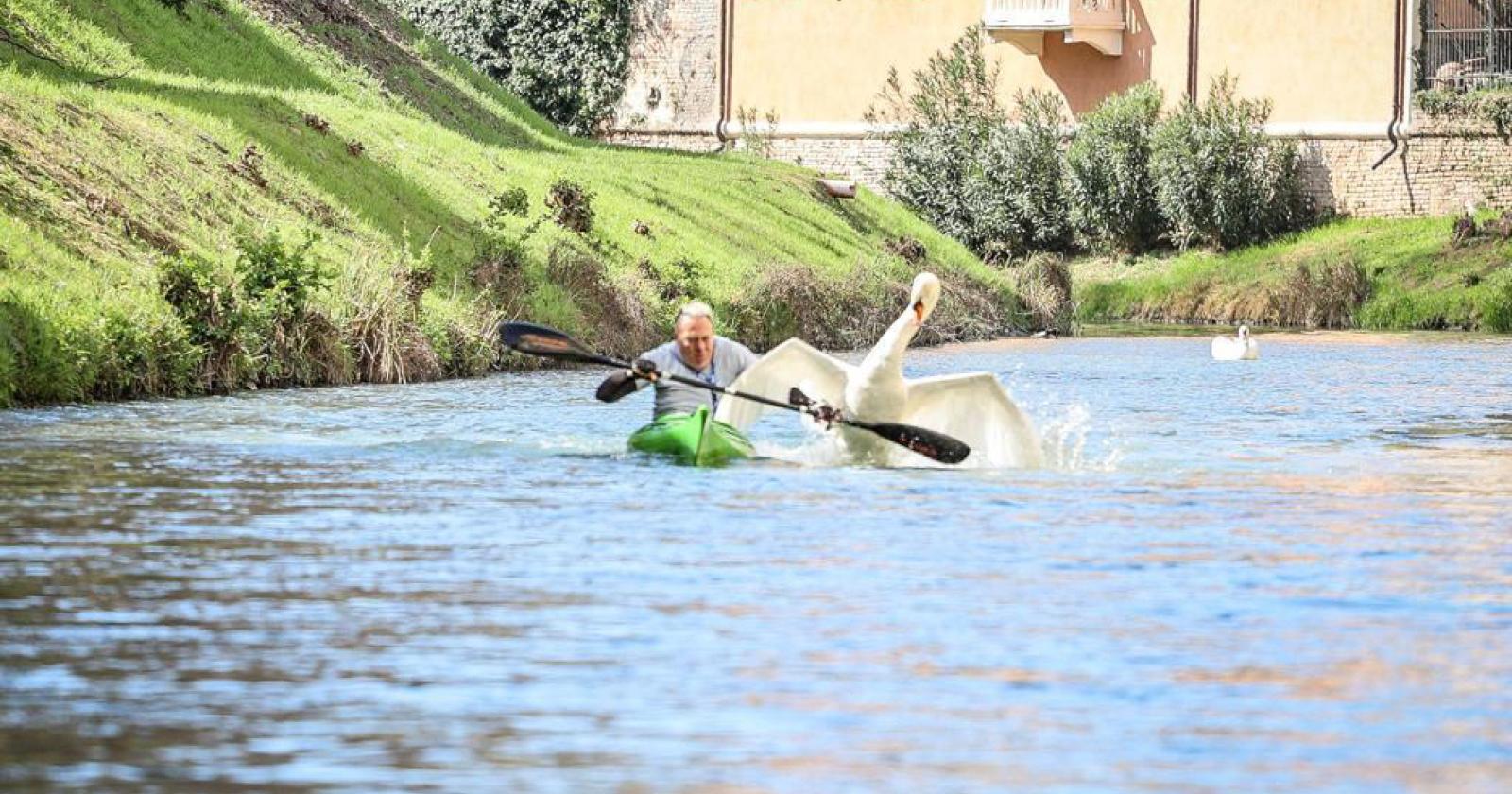 I cigni attaccano i canoisti sul Bacchiglione