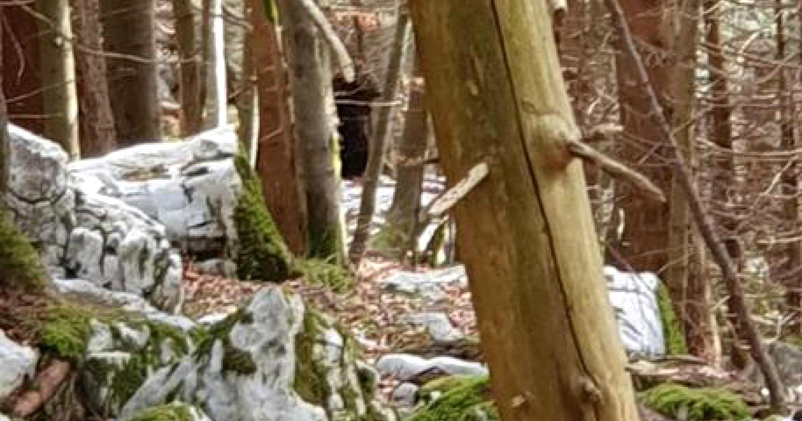 "Avvistato un orso ad Asiago": verifiche in corso