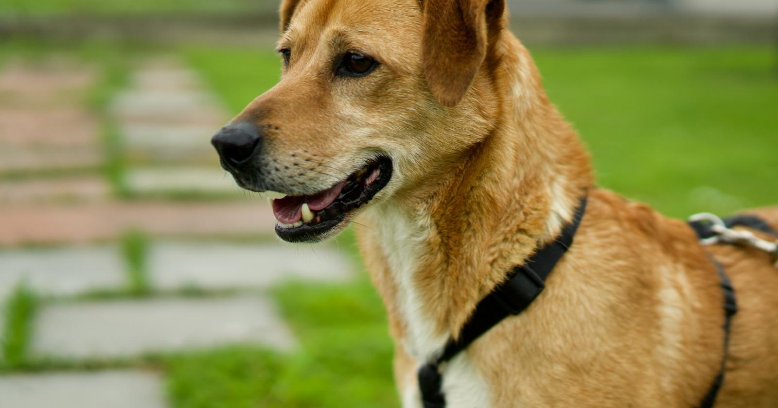 Come adottare un cucciolo al Rifugio Cipa