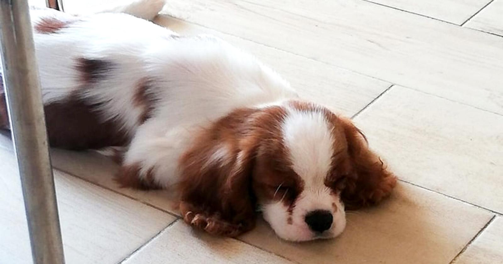 Stroncato un traffico di cuccioli