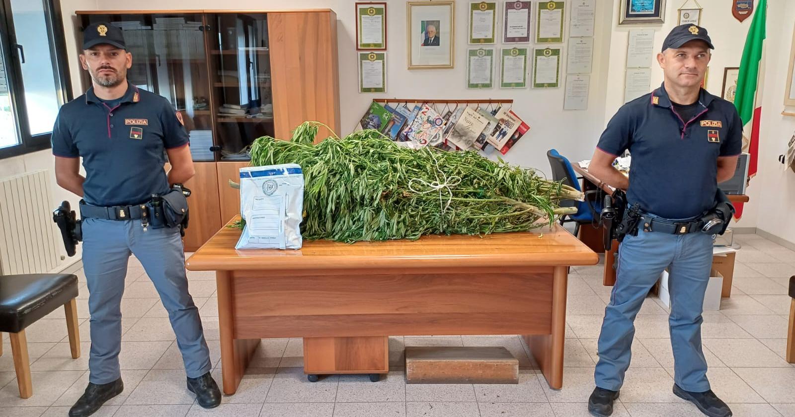 Marijuana "sotto serra" sequestrati ben 17 chili