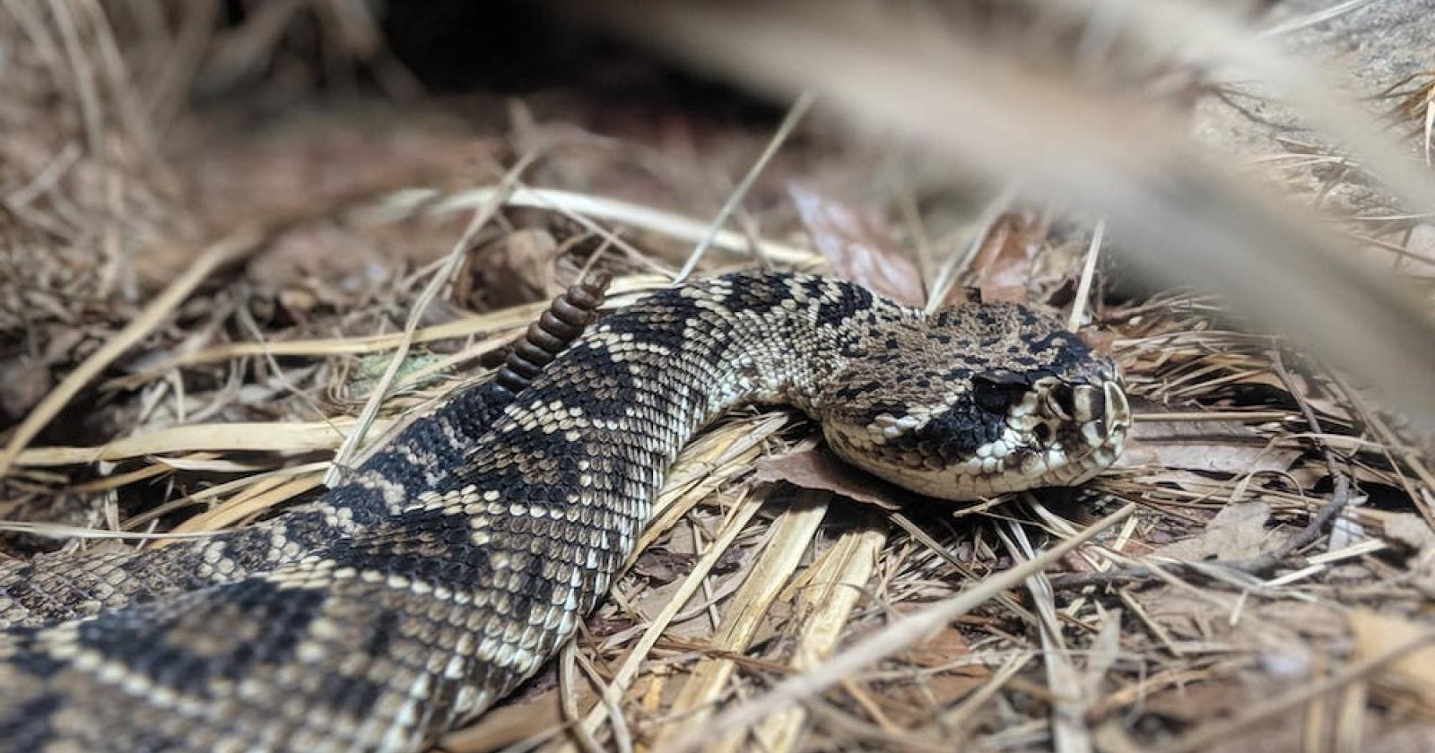 Bimba morsa da una vipera