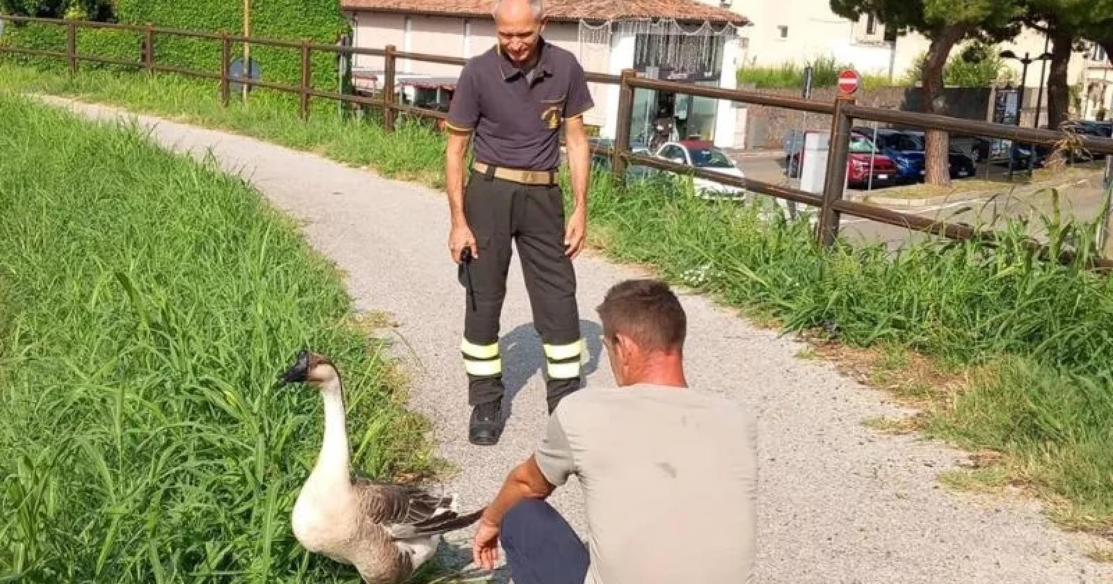 "Hanno ucciso l'oca Igor": Este sotto choc
