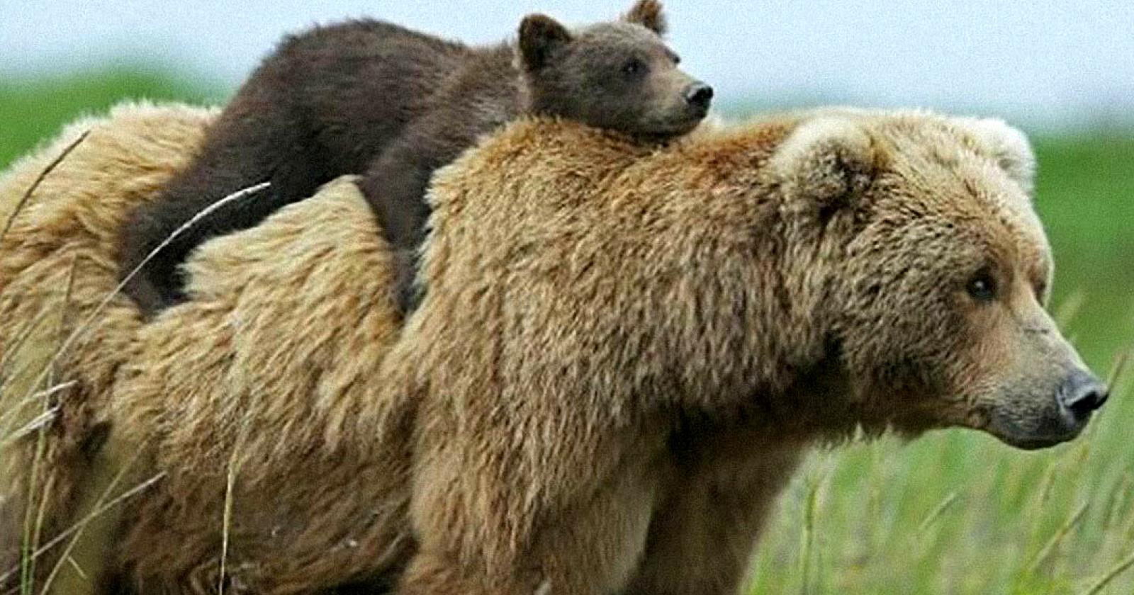 Ha attaccato per difendere i cuccioli, si valuta l'abbattimento