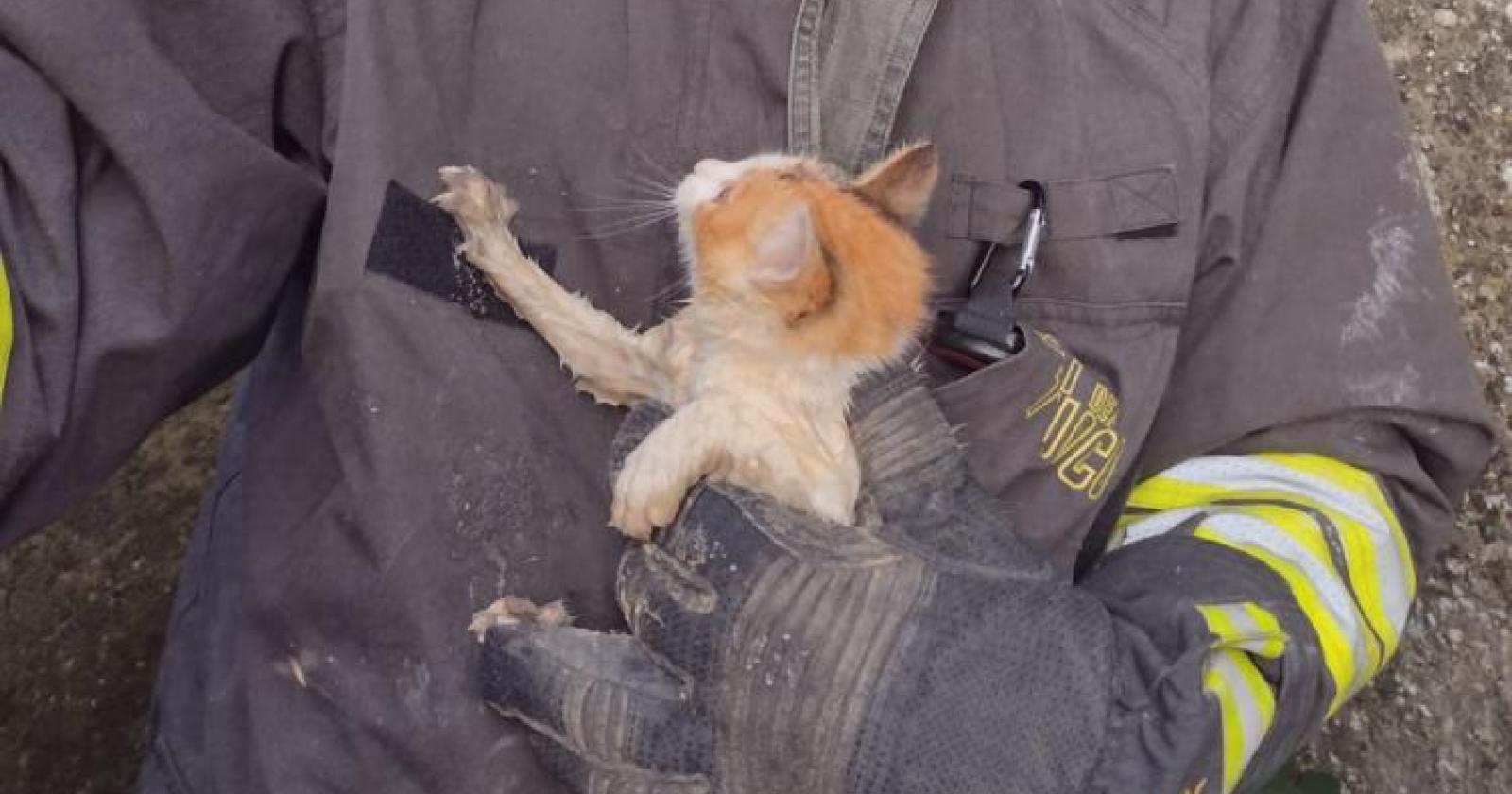 Salvano il gatto che s'era infilato nella fioriera