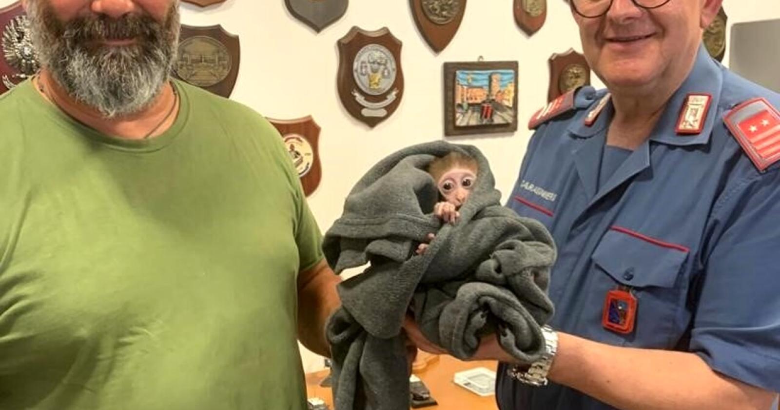 Cucciolo di macaco rubato e ritrovato