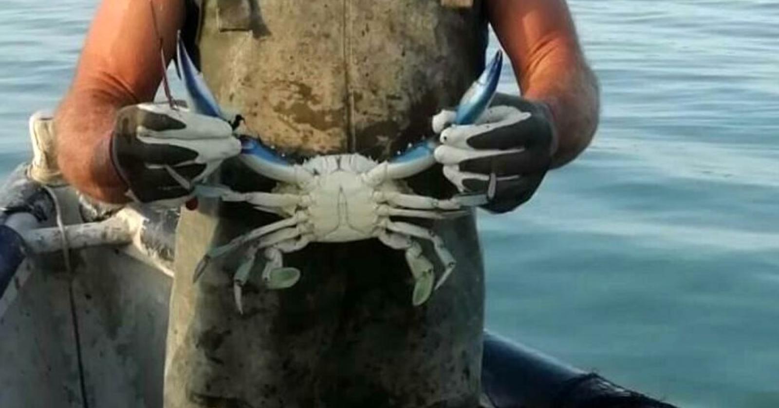 Parte la pesca, per contenere l'invasione