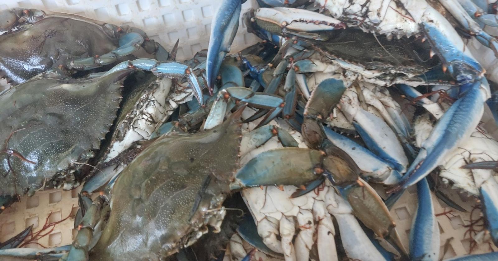 "Mangiamocelo!". Nasce la sagra del granchio blu