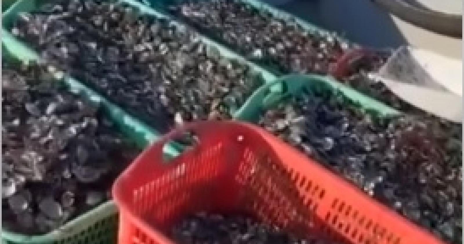 La desolazione che resta dove passa il granchio