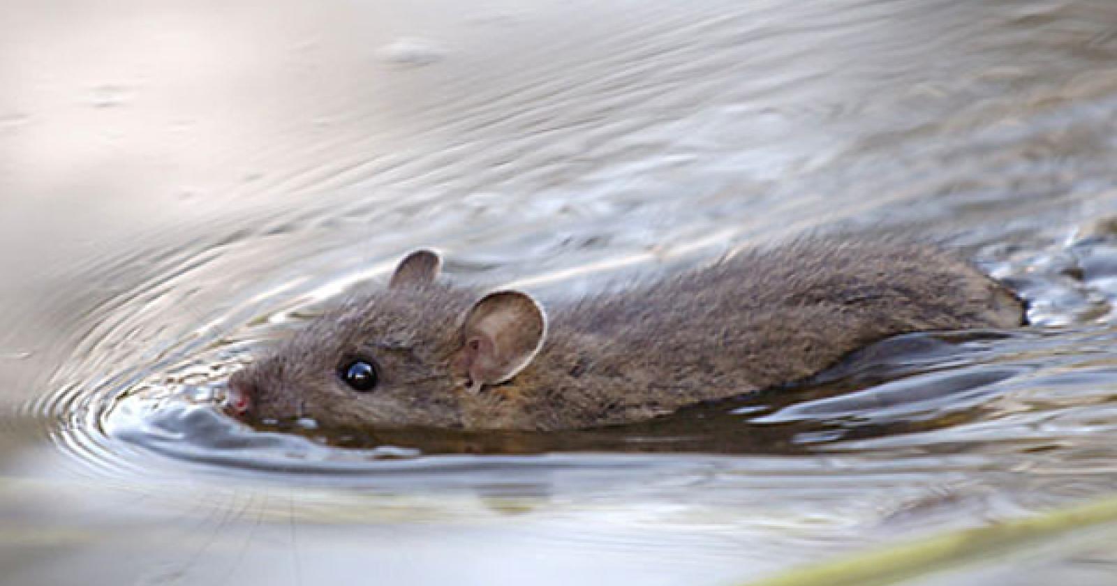 Allarme leptospirosi, ricoverato un 15enne