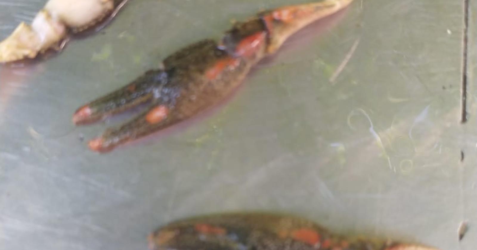 Forse è il pescegatto il nemico del granchio blu