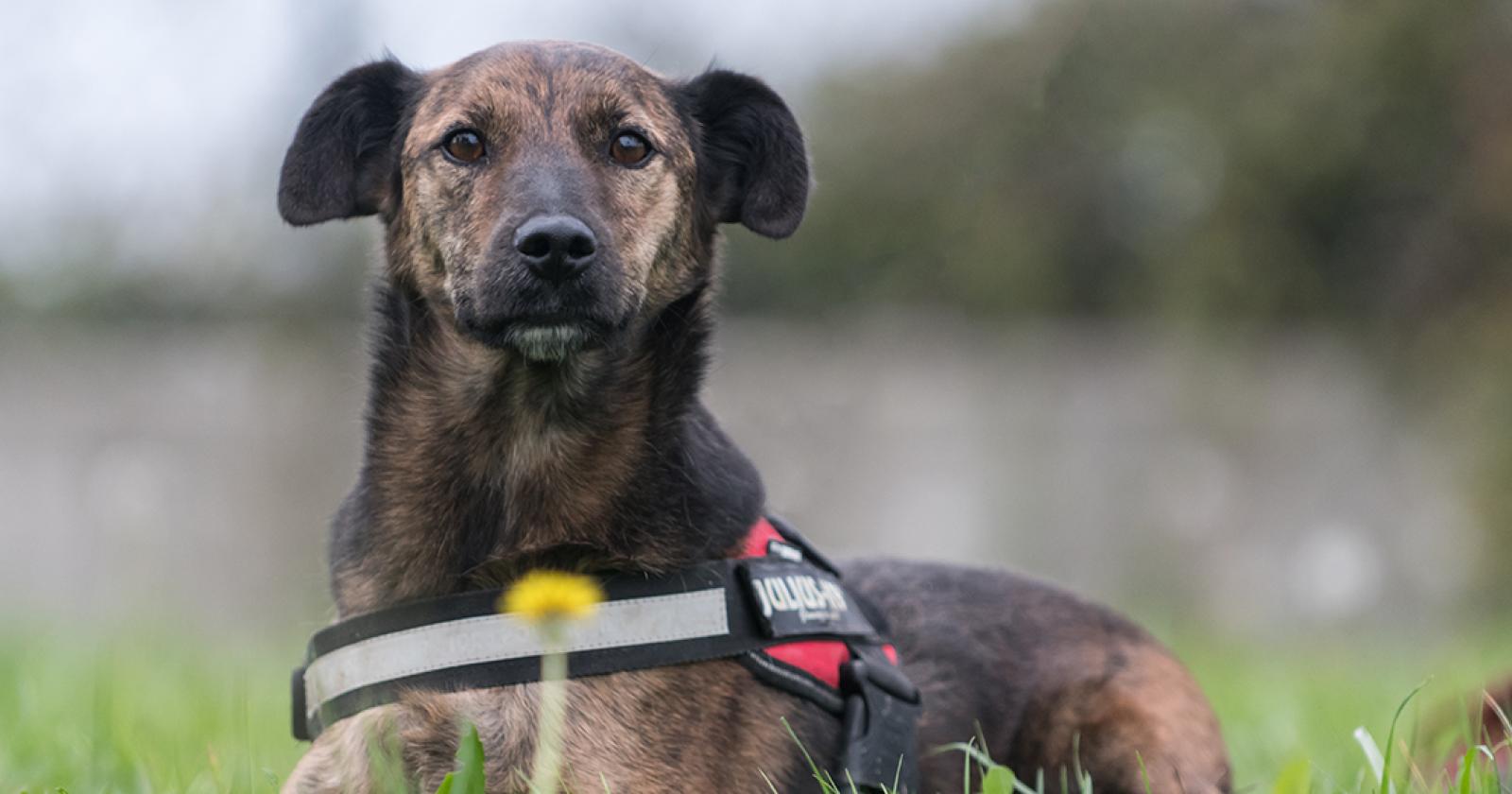 Eccole cagnoline e cagnolini che cercano solo te