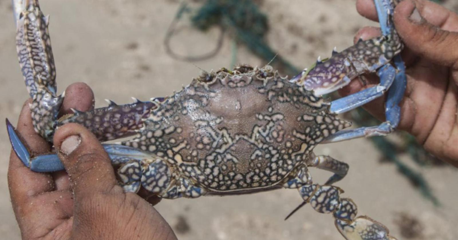 C'è una seconda specie di granchio blu nei nostri mari