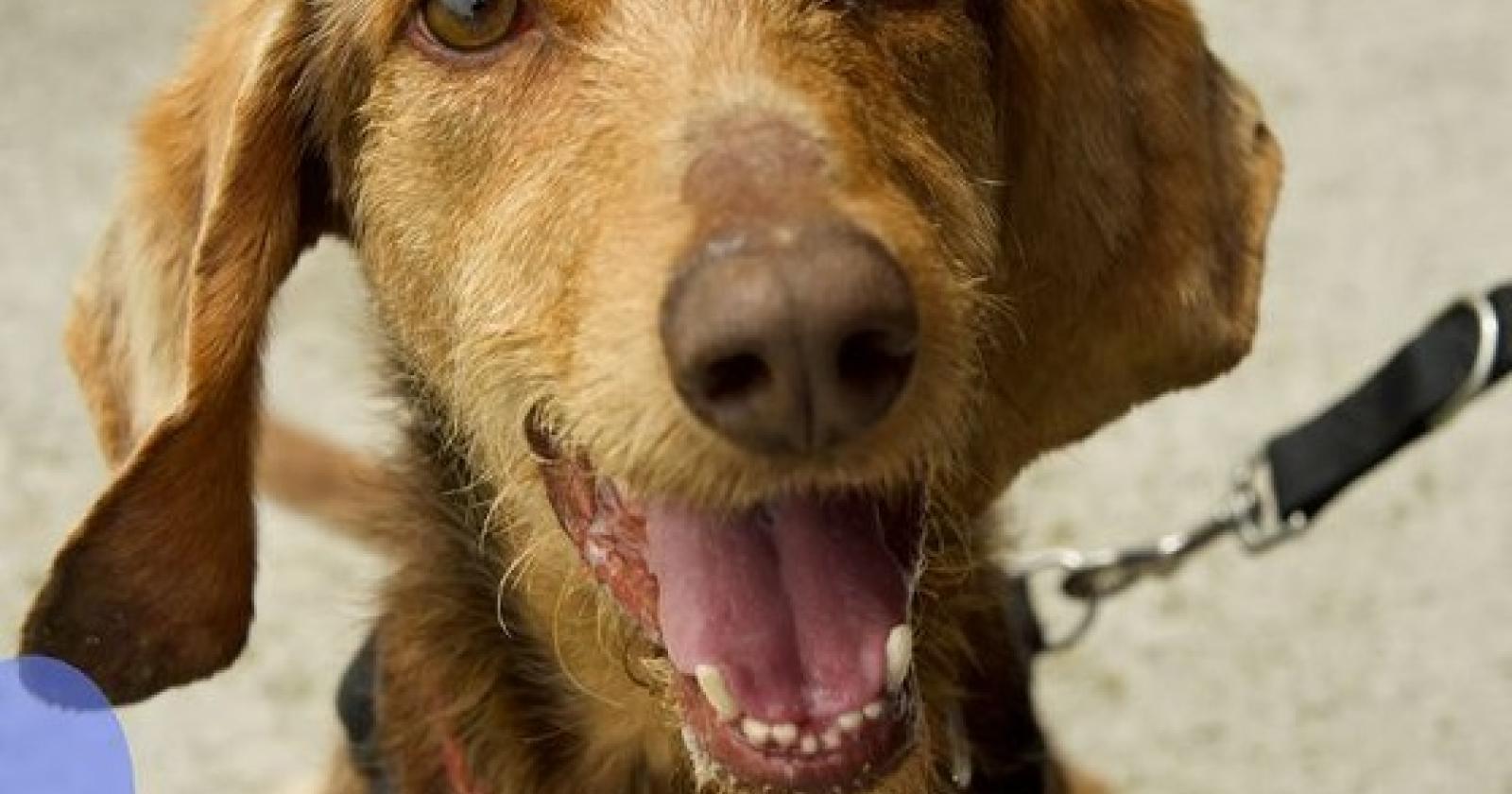 Brownie, Candy , Hardy e altri ancora aspettano l'amore per la vita
