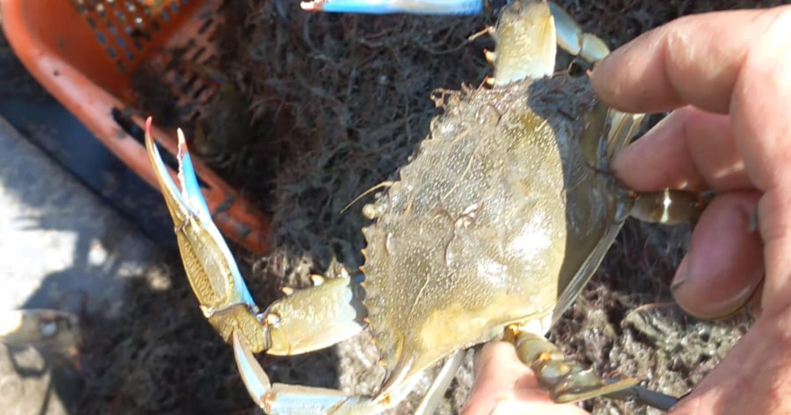 Altri 10 milioni per combattere l'invasione