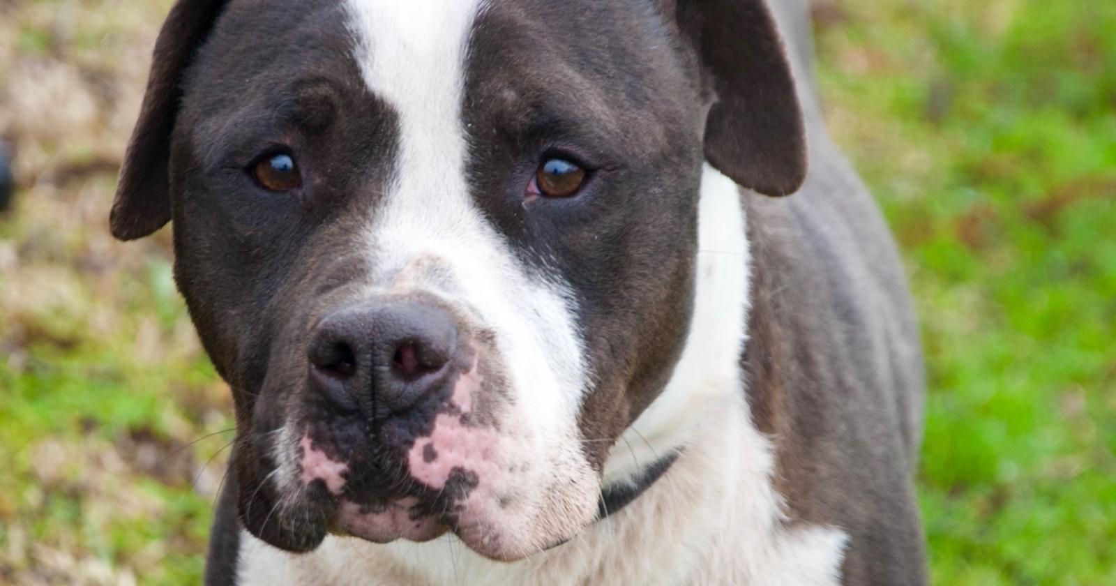 La Lega del Cane presenta altri 10 amici in cerca di amore