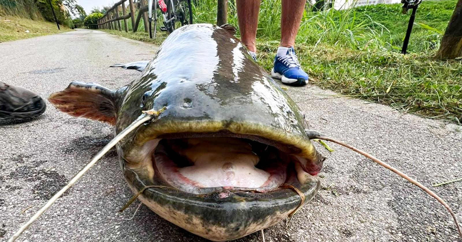 Pesca grossa in Adigetto!