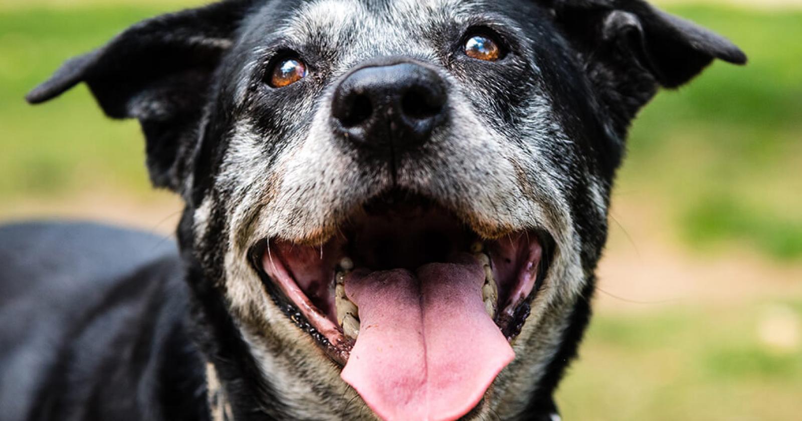 “Adottate un cane anziano: è meraviglioso”