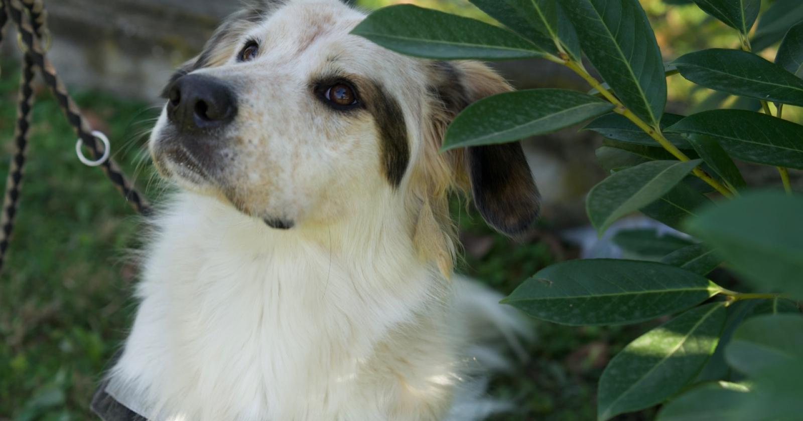 Elvis, Texas, Lady D e altri ancora pronti ad una vita nuova