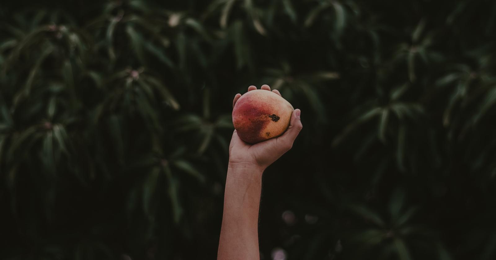 E' allarme alberi da frutta a Rovigo
