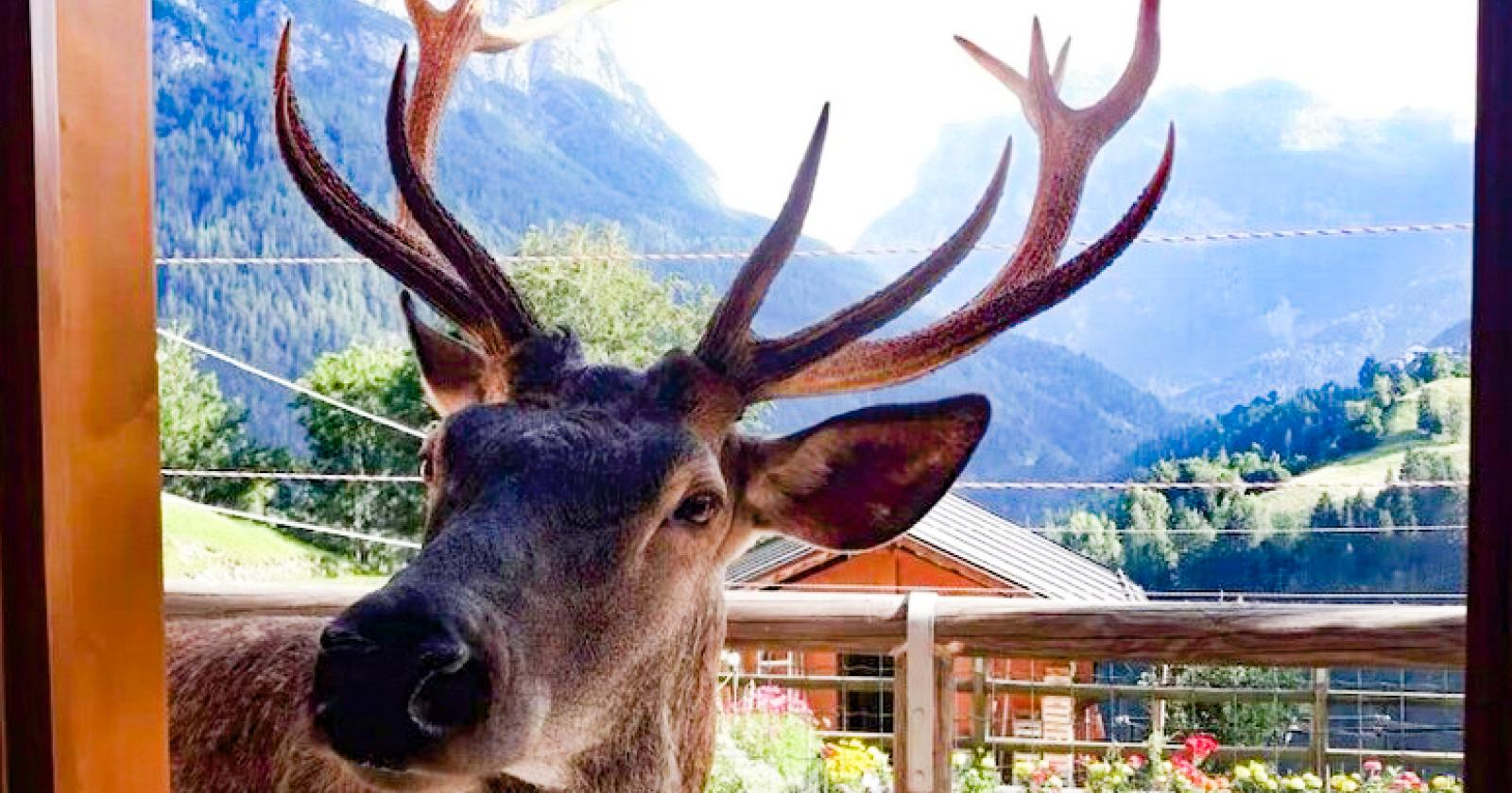 Era la mascotte del paese, cervo ammazzato a fucilate