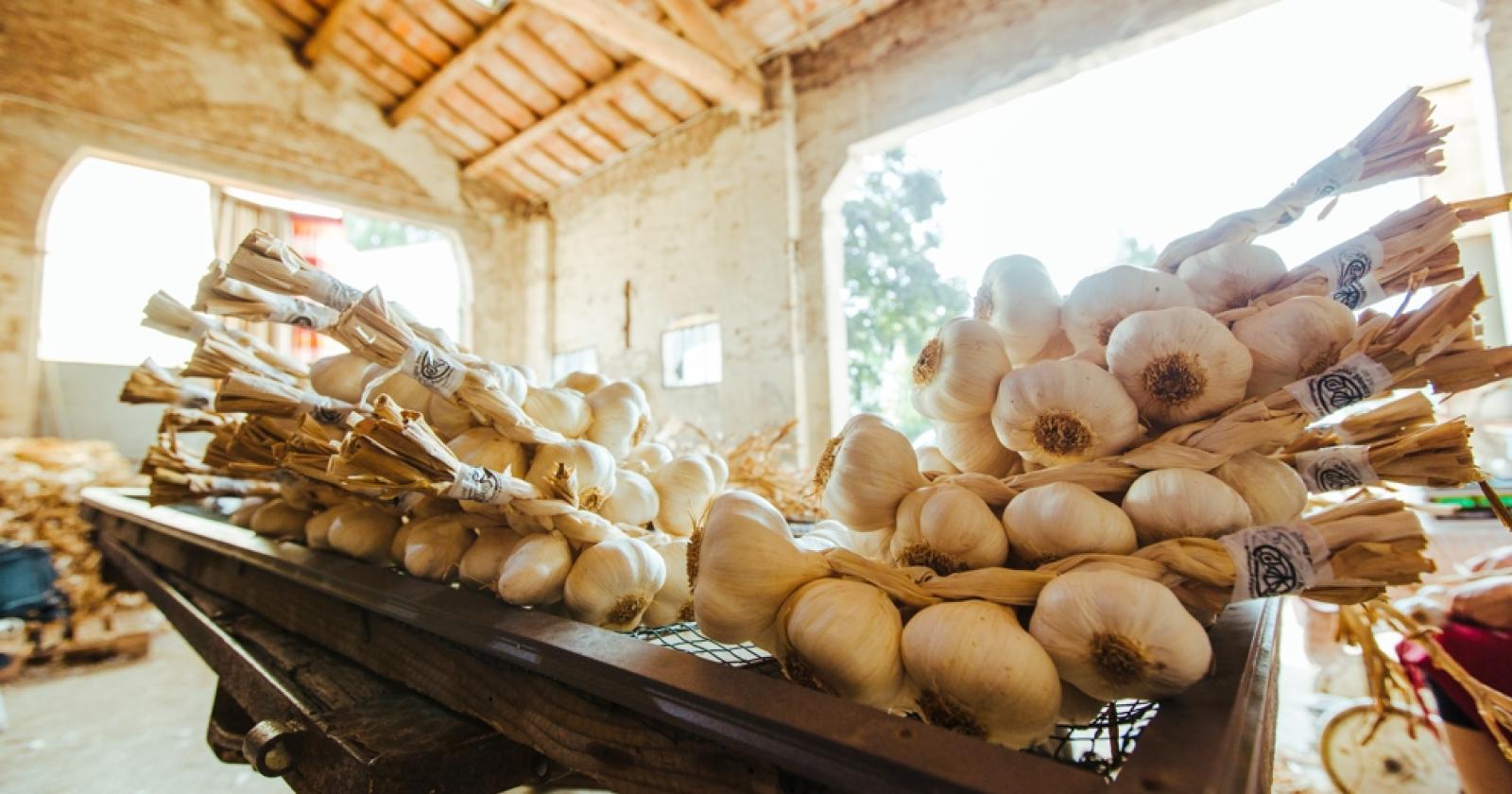 Rovigo leader della produzione dell'aglio