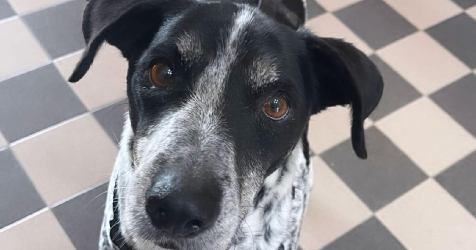 Tobia, Danny, Cotton e altri ancora aspettano una famiglia