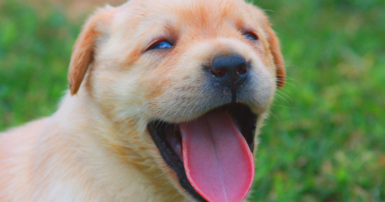 Diventerà un super cane guida!