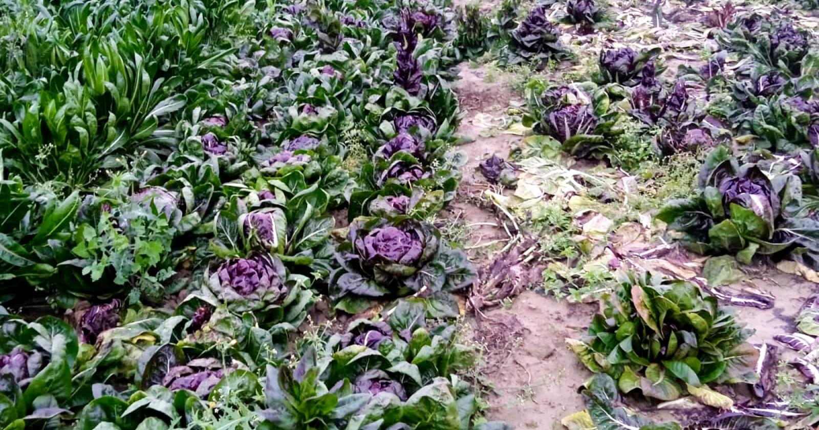 "Troppo caldo, le colture stagionali a rischio"