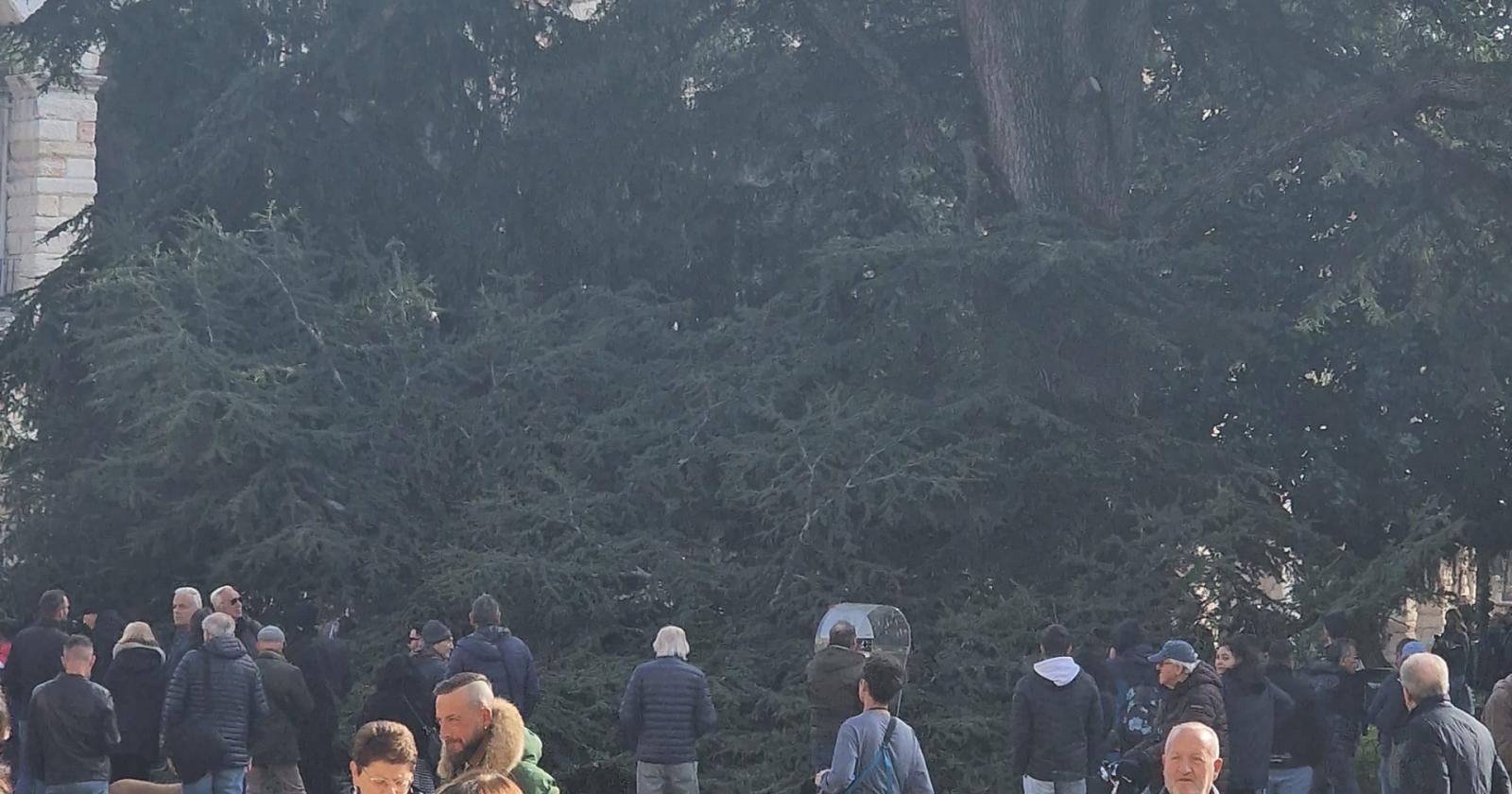 Grosso ramo cade in piazza Bra, tragedia sfiorata