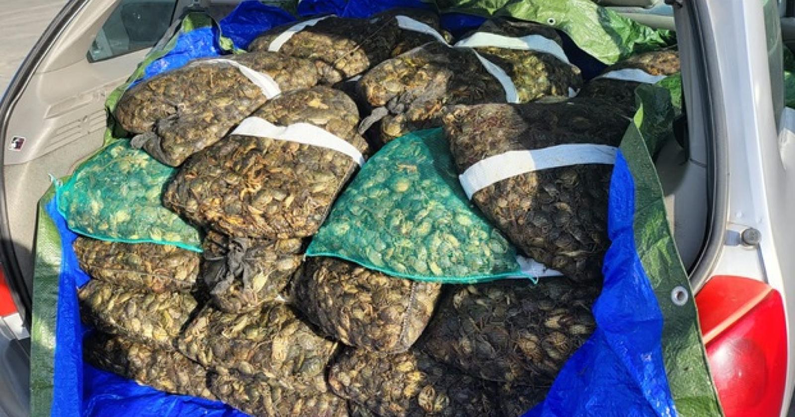 Commercianti abusivi e prodotti non tracciati: al via le multe