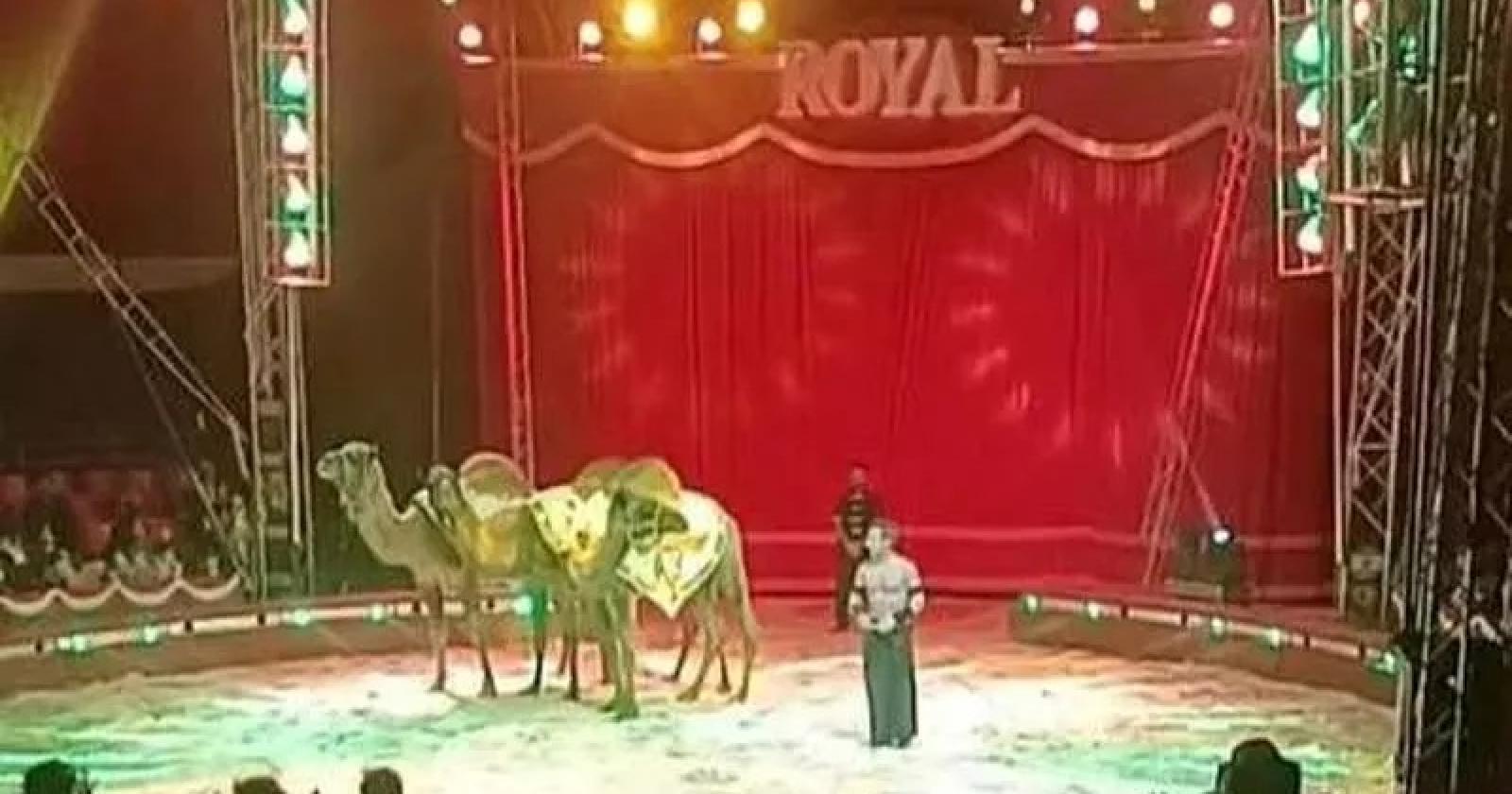 Gli animali si ribellano, terrore al circo