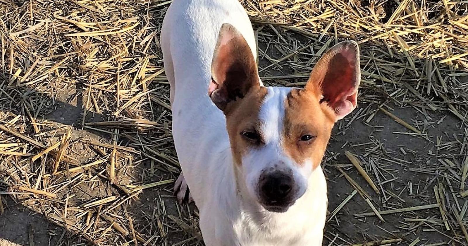 Candy, Clavis, Goffredo e tanti altri ancora aspettano una famiglia per la vita
