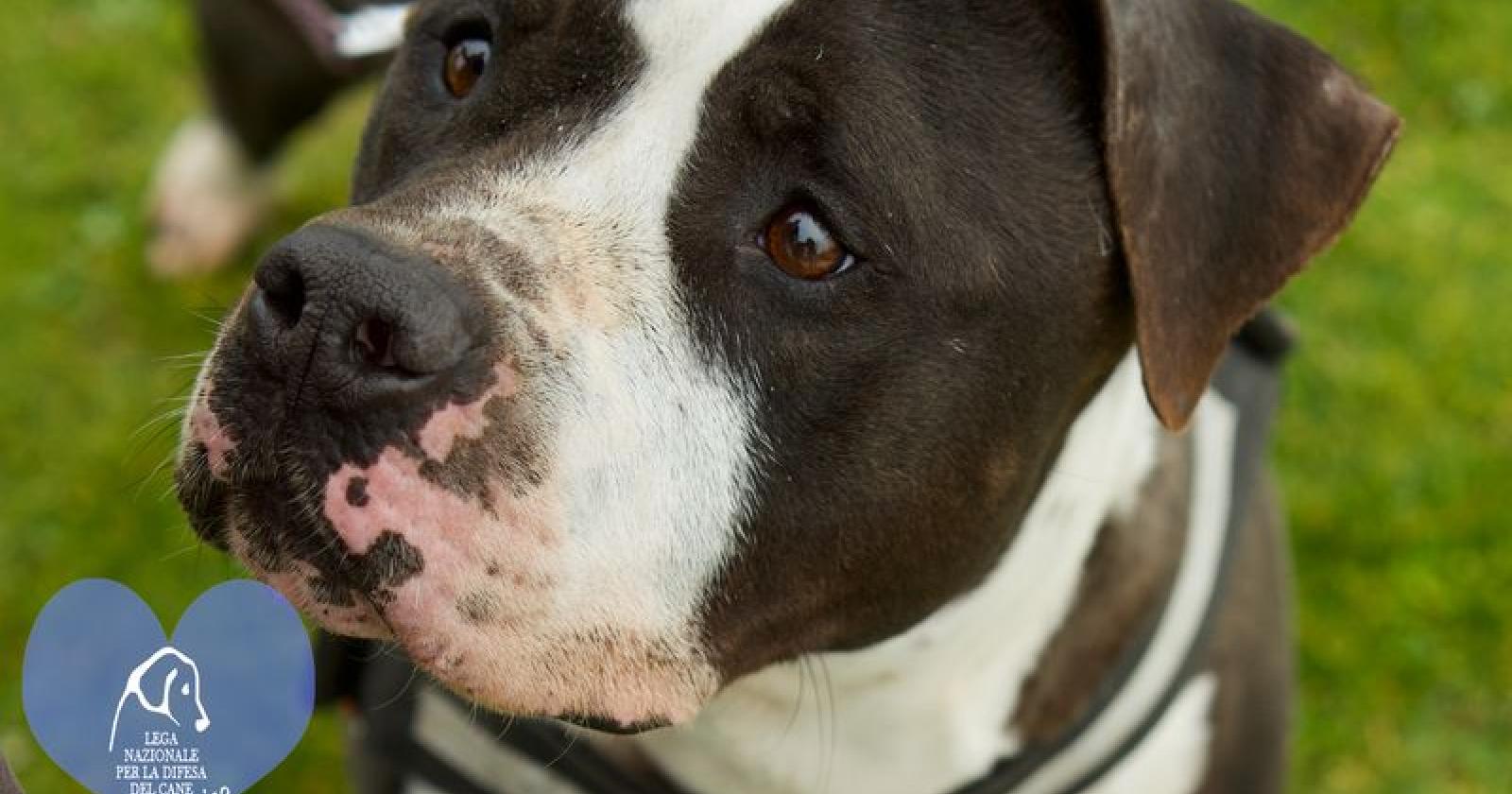 Indian, Lampo, Oscar e tanti altri cuccioloni aspettano una famiglia