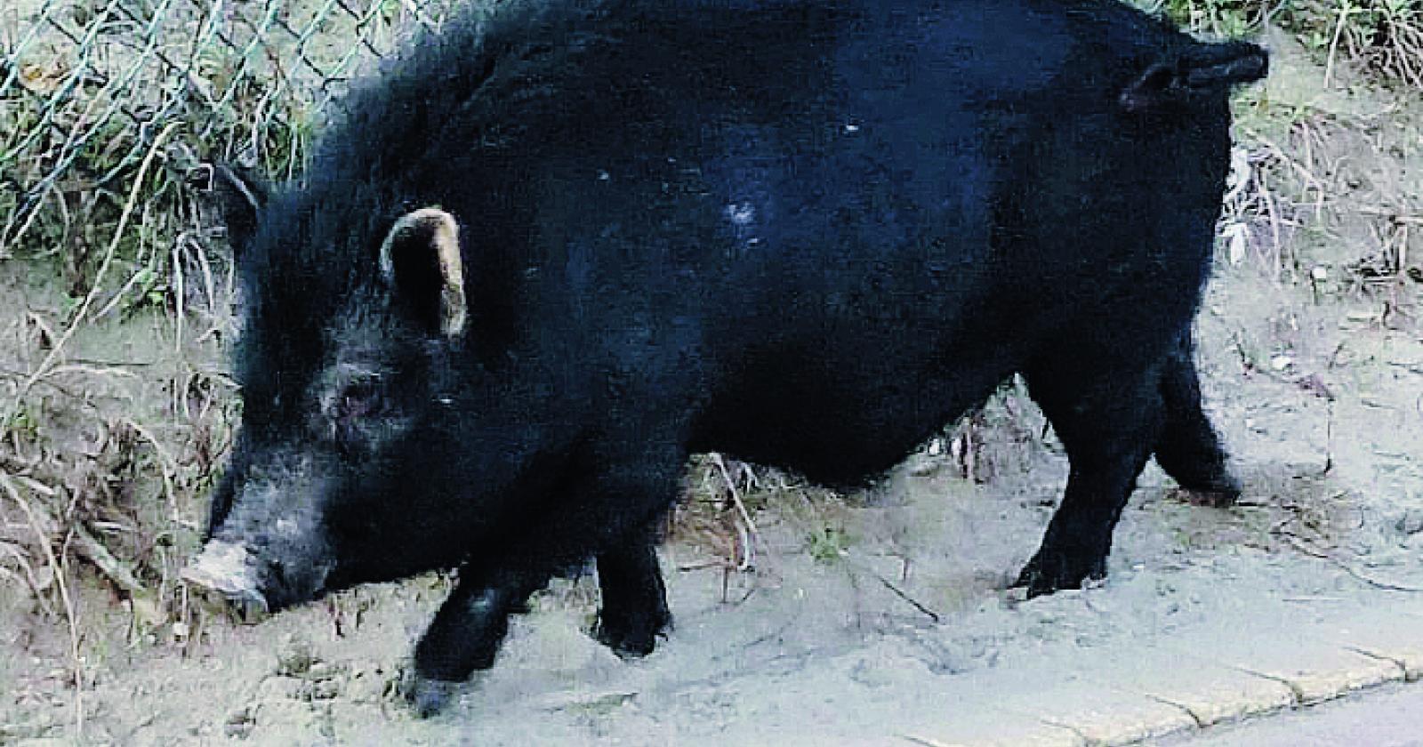 “Maialino sperduto, non rincorretelo”