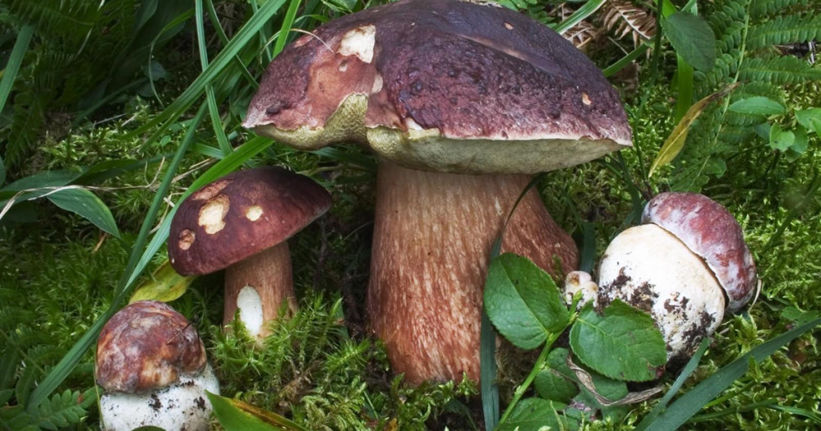 Tra natura e conoscenza partono i corsi di micologia e botanica 