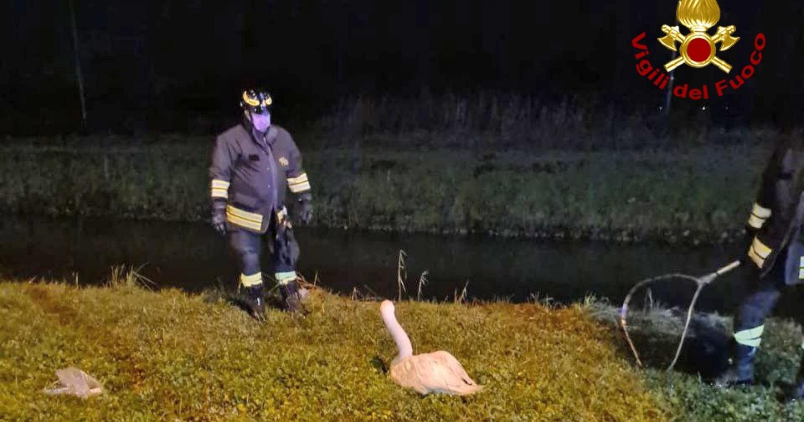 I pompieri salvano un cigno reale