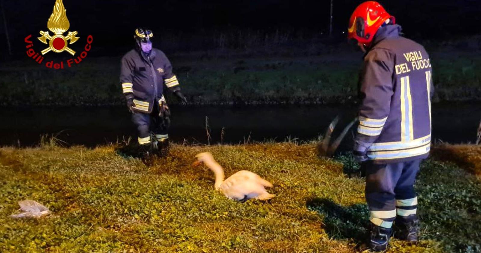 I pompieri salvano un cigno reale
