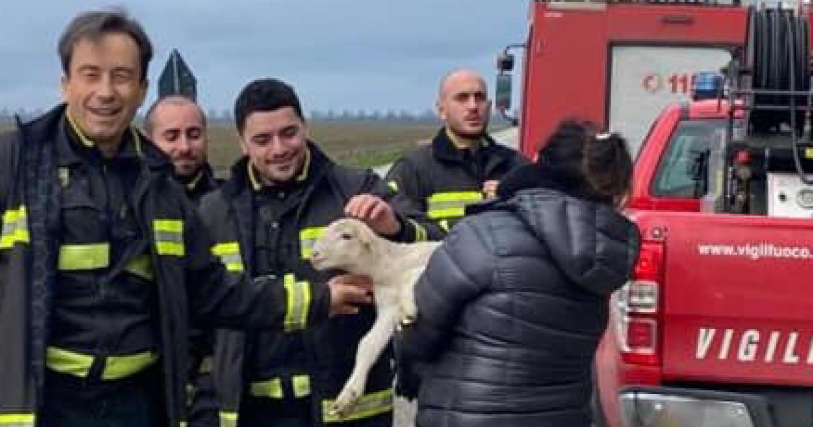 In mezzo al fango per salvare mamma e agnellino
