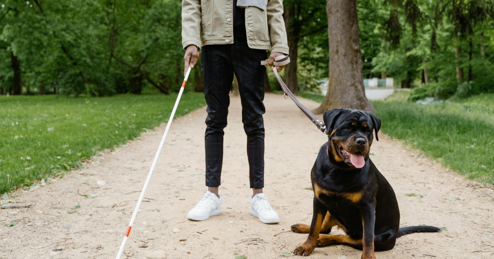 Musica per regalare un cane guida